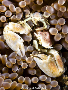 Porcelain Crab Toofer!! A tiny juvenile porcelain crab ri... by Michael Gallagher 